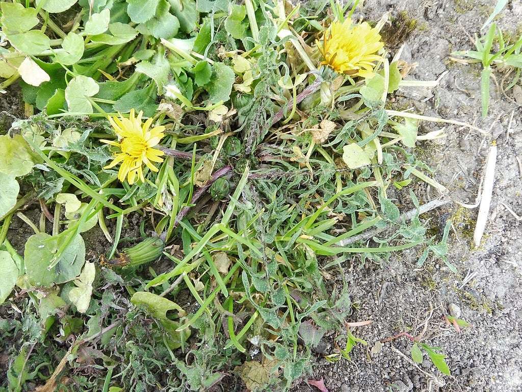 4 Reasons Why Weeds Are Bad For Your Plants